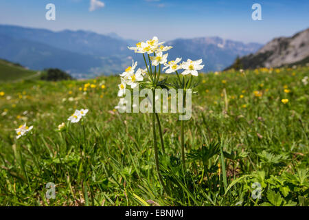 Anemone narciso, Narcisi a fiore (Anemone narcissiflora Anemone, Anemonastrum narcissiflorum), fioritura, in Germania, in Baviera, il Parco Nazionale di Berchtesgaden Foto Stock