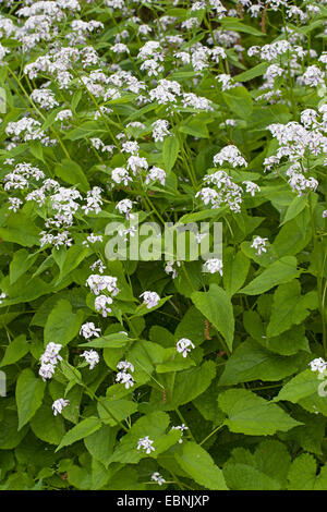 Perenne onestà (Lunaria rediviva), fioritura, Germania Foto Stock