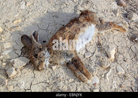 Coniglio europeo (oryctolagus cuniculus), coniglio morto su essiccato fuori terra, Spagna, Jaen Foto Stock