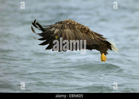 White-tailed sea eagle (Haliaeetus albicilla), dopo tentativi di afferrare la preda, Norvegia Foto Stock