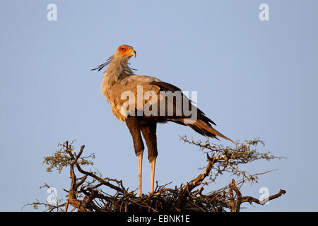 Segretario bird, Sagittarius serpentarius (Sagittarius serpentarius), in piedi sulla cima di un albero, Sud Africa, Kgalagadi transfrontaliera Parco Nazionale Foto Stock
