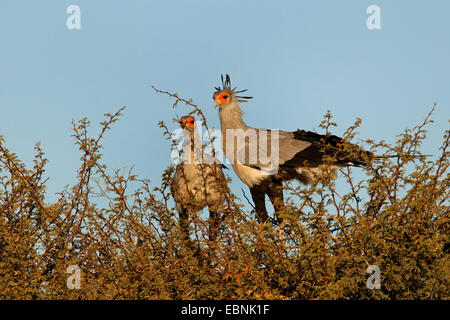 Segretario bird, Sagittarius serpentarius (Sagittarius serpentarius), coppia in piedi sul nido in un thornbush, Sud Africa, Kgalagadi transfrontaliera Parco Nazionale Foto Stock