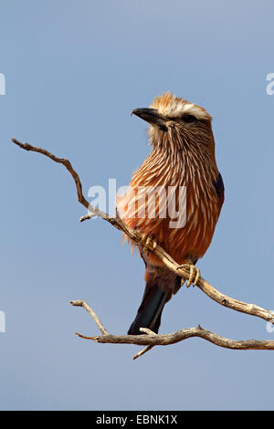 Rufous-incoronato rullo, rullo viola (Coracias naevia), seduto su un albero morto, Sud Africa, Kgalagadi transfrontaliera Parco Nazionale Foto Stock