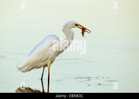 Airone bianco maggiore, Airone bianco maggiore (Egretta alba, Casmerodius Albus, Ardea alba), in piedi in acqua poco profonda e mangiare un pesce, Paesi Bassi, Frisia Foto Stock