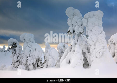 Coperta di neve abeti rossi in una tempesta di neve in Rukatunturi, Finlandia, Kuusamo Foto Stock