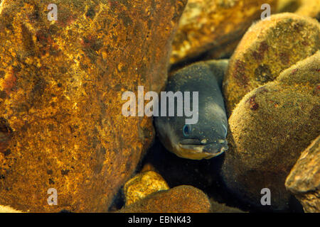 Anguilla anguilla europea, fiume anguilla (Anguilla anguilla), in agguato di una crepa di pietra, Germania Foto Stock