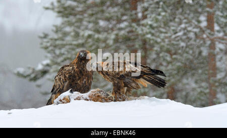 Aquila reale (Aquila chrysaetos), coppia di allevamento a esca in forte nevicata, Finlandia, Kuusamo, Oulanka National Park Foto Stock