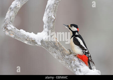 Picchio rosso maggiore (Picoides major, Dendrocopos major), sul ramo di abete rosso a freddo intenso, Finlandia, Kuusamo, Oulanka National Park Foto Stock