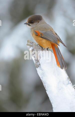 Siberian jay (Perisoreus infaustus), al freddo intenso, Finlandia, Kuusamo, Oulanka National Park Foto Stock