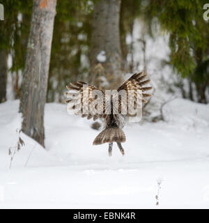 Grande grigio allocco (Strix nebulosa), di volare verso il suo lookout, Finlandia Foto Stock