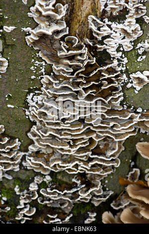 Smoky staffa (Bjerkandera adusta), di corpi fruttiferi sul tronco di albero Foto Stock