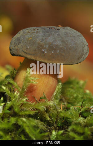 Matt bolete (Boletus pruinatus, Xerocomus pruinatus), singolo Matt Bolete in MOSS Foto Stock