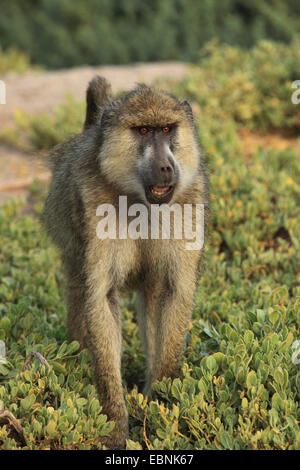 Babbuino giallo, Savannah babbuino, anubius babbuino, oliva babbuino (papio anubis, cynocephalus papio anubis), maschio, Kenya, Samburu Riserva nazionale Foto Stock