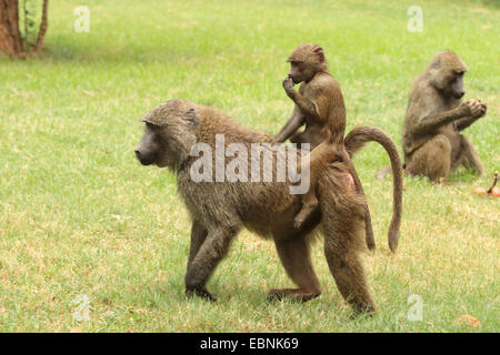 Babbuino giallo, Savannah babbuino, anubius babbuino, oliva babbuino (papio anubis, cynocephalus papio anubis), madre e pup, Kenya, Samburu Riserva nazionale Foto Stock