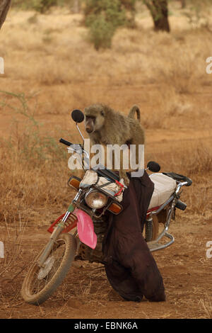 Babbuino giallo, Savannah babbuino, anubius babbuino, oliva babbuino (papio anubis, cynocephalus papio anubis) babbuino, esaminando una bicicletta a motore, Kenya, Samburu Riserva nazionale Foto Stock