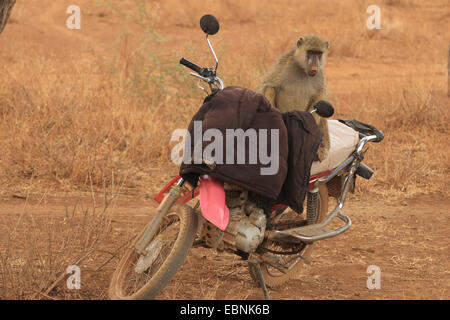 Babbuino giallo, Savannah babbuino, anubius babbuino, oliva babbuino (papio anubis, cynocephalus papio anubis) babbuino, esaminando una bicicletta a motore, Kenya, Samburu Riserva nazionale Foto Stock