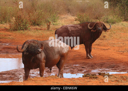 African buffalo (Syncerus caffer), bufali a waterhole, Kenya, parco nazionale orientale di Tsavo Foto Stock