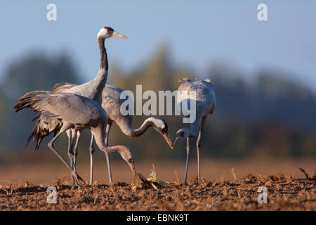 Comune, Gru Gru eurasiatica (grus grus), in piedi su un raccolto sul campo e in cerca di cibo, Germania, Meclemburgo-Pomerania, Barth Foto Stock