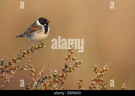 Reed bunting (Emberiza schoeniclus), seduto su un ramoscello spinoso, Paesi Bassi, Texel Foto Stock