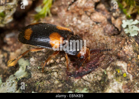 Fungo pelose beetle (Mycetophagus quadripustulatus), su una pietra, Germania Foto Stock