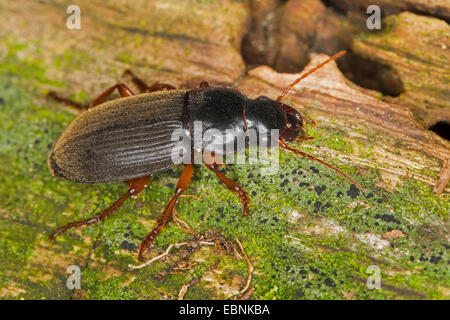 Seme di fragola Beetle (Harpalus rufipes, Pseudoophonus rufipes, Pseudophonus rufipes, Harpalus pubescens), su deadwood, Germania Foto Stock