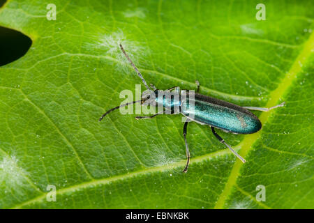 Il polline-alimentando Beetle (Ischnomera spec., Asclera spec., Ischnomera cyanea oder Ischnomera caerulea), su una foglia, Germania Foto Stock