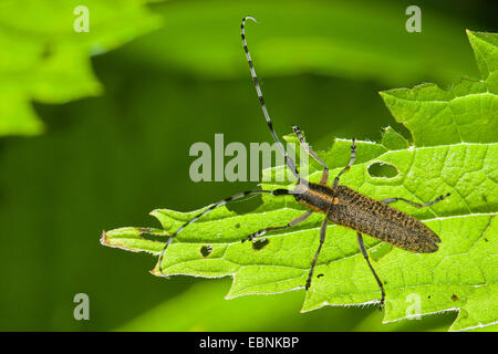 Thistle longhorn beetle, Flat-facce longhorn, Thistle longhorn beetle, Golden-fiorì grigio Longhorn (Agapanthia villosoviridescens), su una foglia, Germania Foto Stock