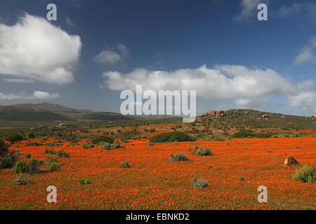 Namaqualand daisy, Cape calendula (Dimorphotheca sinuata), ampia area con fioritura Namaqualand margherite, Sud Africa, Namaqua National Park Foto Stock