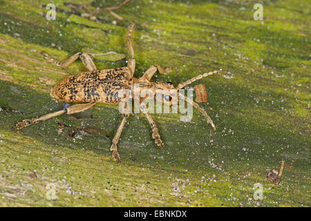 Longhorn Beetle (Rhagium sycophanta), su una foglia, Germania Foto Stock