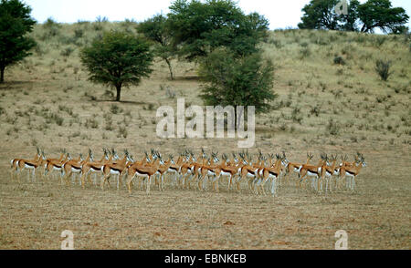Springbuck, springbok (Antidorcas marsupialis), allevamento osservando le frazioni, Sud Africa, Kgalagadi transfrontaliera Parco Nazionale Foto Stock