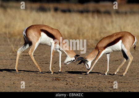 Springbuck, springbok (Antidorcas marsupialis), territoriale lotta tra due maschi, Sud Africa, Kgalagadi transfrontaliera Parco Nazionale Foto Stock