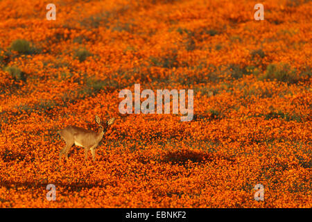 Steenbok (Raphicerus campestris), maschio in piedi in un prato con Orange Namaqualand Margherite, Sud Africa, Namaqua National Park Foto Stock