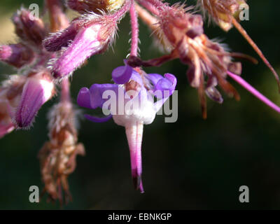 Abramo, Isacco e Jakob (Trachystemon orientalis), fiore Foto Stock