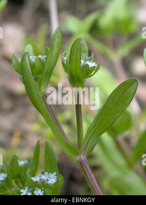 Cornsalad comune, la valeriana, europeo (cornsalad Valerianella locusta), fioritura, Germania Foto Stock