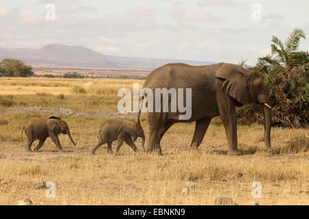 Elefante africano (Loxodonta africana), femmina con due bimbi, Kenya, Amboseli National Park Foto Stock