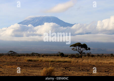 Kilimanjaro, Kenya, Amboseli National Park Foto Stock