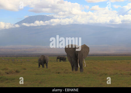 Elefante africano (Loxodonta africana), branco di elefanti nella parte anteriore del Kilimanjaro, Kenya, Amboseli National Park Foto Stock