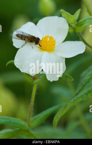 Rock Rose (Cistus inflatus), con hoverfly Foto Stock