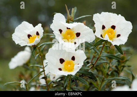 Gomma cisto, gomma di cisto (Cistus ladanifer), fiore, Portogallo Foto Stock