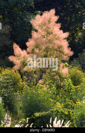 Sumach veneziano, smoketree (Cotinus coggygria, Rhus cotinus), fioritura Foto Stock