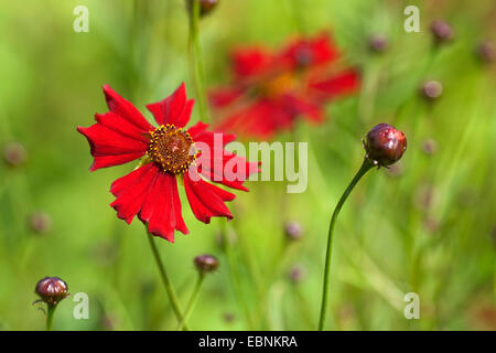 Le pianure coreopsis, dyer's coreopsis, golden tickseed (Coreopsis tinctoria 'Mahogany', Coreopsis tinctoria mogano), cultivar Mogano Foto Stock