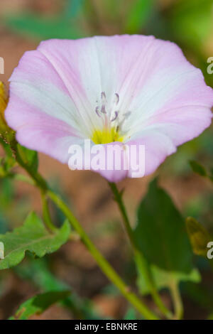 Campo centinodia, campo di mattina-gloria, piccole centinodia (Convolvulus arvense), fiore, Germania Foto Stock