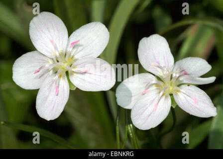 Est della Primavera di bellezza, Virginia Primavera di bellezza (Claytonia virginica), fiori Foto Stock