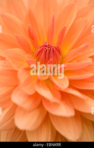 Georgina (Dahlia 'Tuerkenschanzpark', Dahlia Tuerkenschanzpark), cultivar Tuerkenschanzpark, semicactus georgina Foto Stock