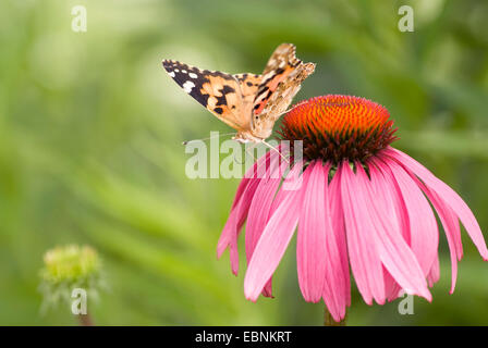 Dipinto di lady, thistle (Cynthia cardui, Vanessa cardui), sitiing su fioritura viola orientale coneflower Foto Stock