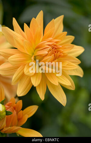 Georgina (Dahlia 'Tuerkenschanzpark', Dahlia Tuerkenschanzpark), cultivar Tuerkenschanzpark, semicactus georgina Foto Stock