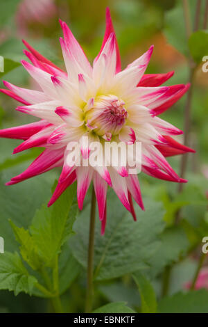 Georgina (Dahlia 'Sorbet', Dahlia sorbetto), cultivar sorbetto, semicactus georgina Foto Stock