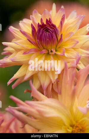 Georgina (Dahlia spec.), Semi-Cactus Dahlia Foto Stock