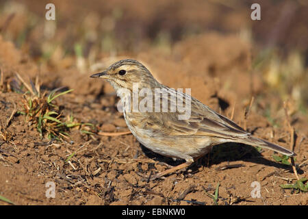 A lungo fatturati pitpit (Anthus similis), sorge sul terreno, Sud Africa, Parco Nazionale di Pilanesberg Foto Stock