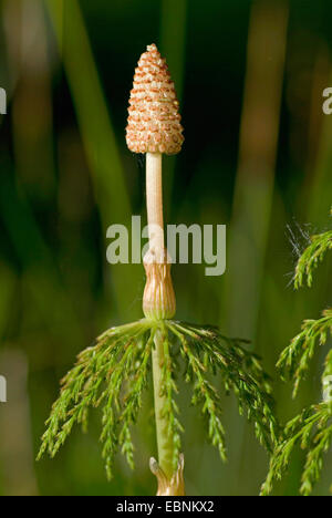 Sylvan equiseto, legno equiseto, bosco equiseto (Equisetum sylvaticum), con i coni, Germania Foto Stock